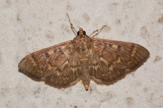 Herpetogramma aeglealis, Serpentine Webworm Moth