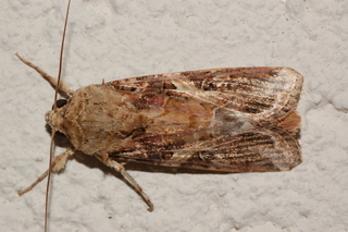 Spodoptera ornithogalli, Yellow-Striped Armyworm Moth