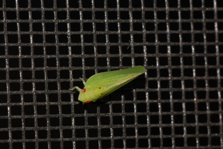Acanalonia conica, Green Conehead Planthopper
