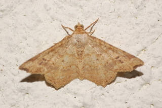 Macaria bisignata, Red-headed Inchworm Moth