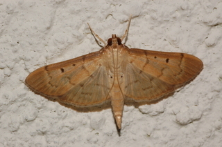 Herpetogramma bipunctalis, Southern Beet Webworm Moth