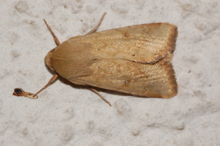 Helicoverpa zea, Corn Earworm Moth