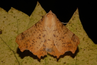 Ennomos magnaria, Maple Spanworm Moth