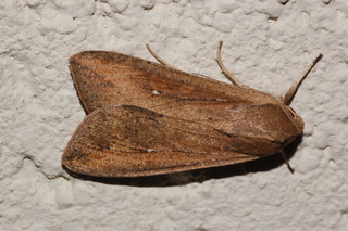 Mythimna unipuncta, Armyworm Moth