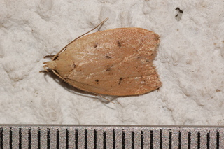 Machimia tentoriferella, Gold-striped Leaftier Moth