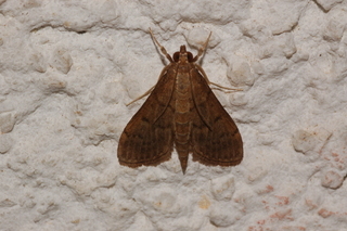 Herpetogramma phaeopteralis, Dusky Herpetogramma Moth