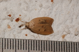 Machimia tentoriferella, Gold-striped Leaftier Moth