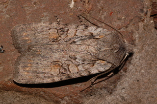 Lithophane antennata, Ashen Pinion Moth