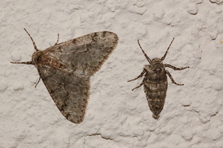 Phigalia denticulata, Toothed Phigalia, male and female