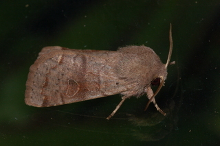 Orthosia alurina, Gray Quaker Moth, maybe