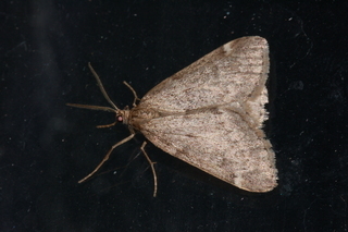 Alsophila pometaria, Fall Cankerworm Moth
