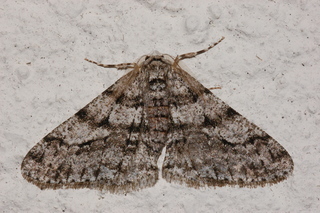 Phigalia titea, The Half-wing