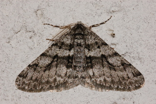 Phigalia titea, The Half-wing