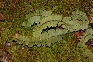 Asplenium platyneuron, Ebony Spleenwort Fern