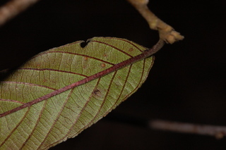 Frangula caroliniana, Carolina Buckthorn, leaf, underside