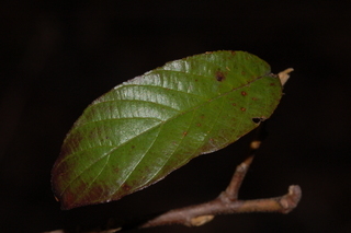 Frangula caroliniana, Carolina Buckthorn, leaf, upperside