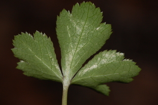 Sanicula, leaf, underside