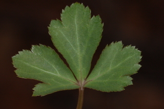 Sanicula, leaf, upperside