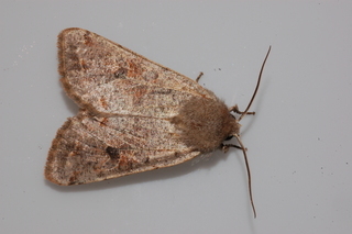 Orthosia hibisci, Speckled Green Fruitworm Moth