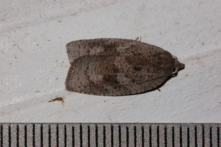 Amorbia humerosana, White-line Leafroller Moth