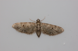 Eupithecia miserulata, Common Eupithecia Moth
