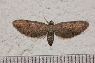 Eupithecia matheri, female