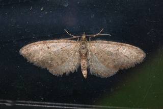 Eupithecia matheri