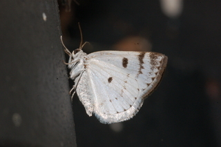 Lomographa semiclarata, Bluish Spring Moth
