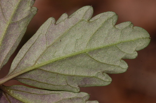 Cardamine diphylla