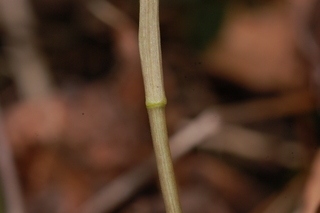 Polygonatum pubescens