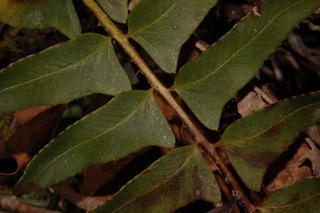 Polystichum acrostichoides, Christmas fern