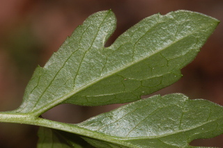 Rudbeckia laciniata