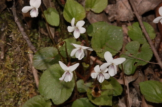 Viola blanda