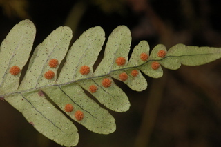 Polypodium virginianum