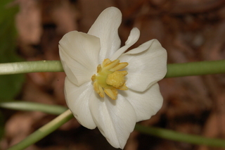 Podophyllum peltatum, Mayapple, flower