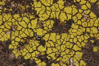 Acarospora chrysops