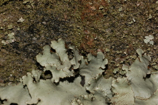 Parmotrema madagascariaceum