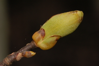 Carya pallida, Sand Hickory, leaf bud