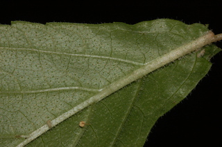 Collinsonia verticillata