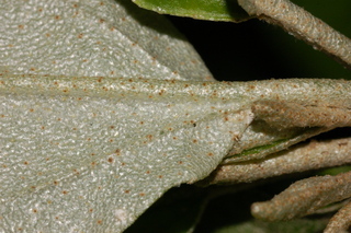 Croton alabamensis