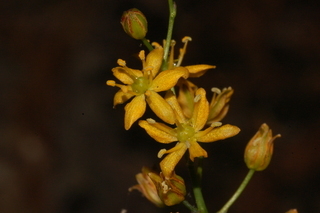 Schoenolirion croceum