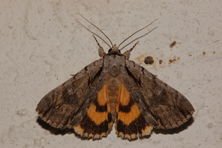 Catocala clintonii, Clintons Underwing