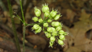 Aralia nudicaulis, Wild Sarsaparilla