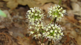 Aralia nudicaulis, Wild Sarsaparilla