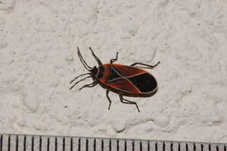 Neacoryphus bicrucis, Whitecrossed Seed Bug