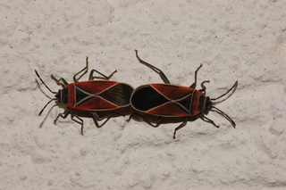 Neacoryphus bicrucis, Whitecrossed Seed Bug