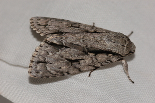 Acronicta lobeliae, Lobelia Dagger Moth