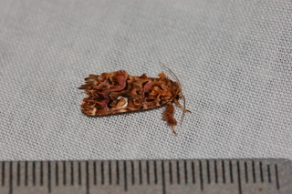 Callopistria mollissima, Pink-shaded Fern Moth