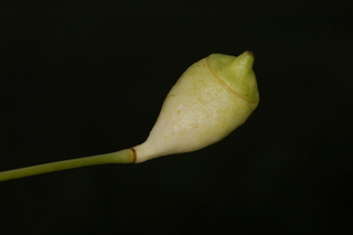 Jeffersonia diphylla, Twinleaf, fruit