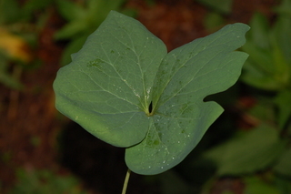 Jeffersonia diphylla, Twinleaf, leave